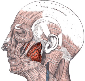 teeth clenching, bruxism, tmj, tanenbaum, masseter